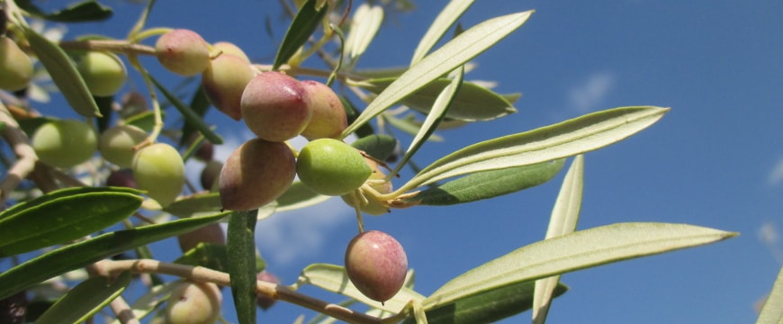 Closeup of pink and green olives, olive leaves, branch, blue sky