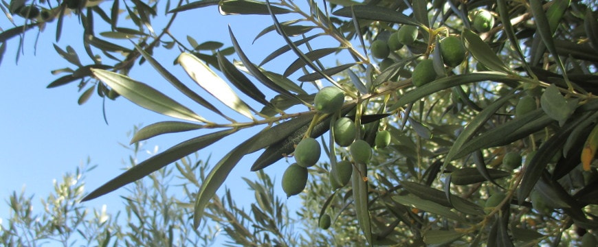 olives, leaves on a branch against a bright blue sky