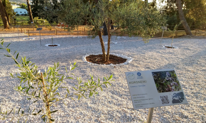 a baby olive tree with an explanatory sign next to it