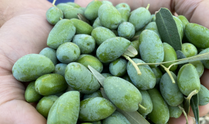 a handful of green olives after their harvest
