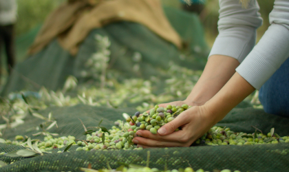 A handful of olives being picked up from a net on the ground during a harvest