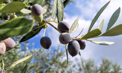 an olive branch with olives and a partly cloudy, partly blue sky in the background