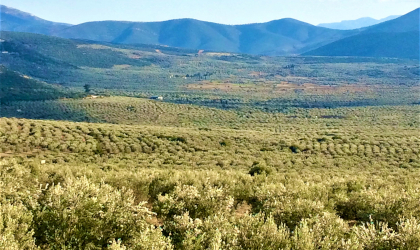 olive tree plain below Achladokambos, with mountains in the distance