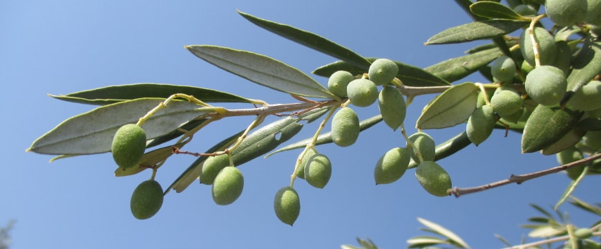Closeup of an olive branch with green olives and long leaves against a bright blue sky