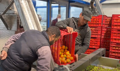 two men pouring oranges from a crate into a machine full of olives in an olive oil mill