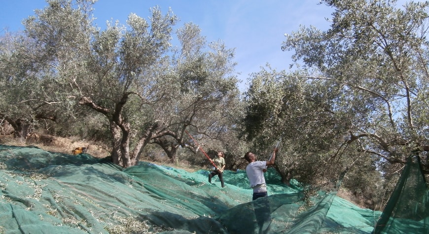 a man and a woman harvesting olives from tall trees on a hillside in Crete