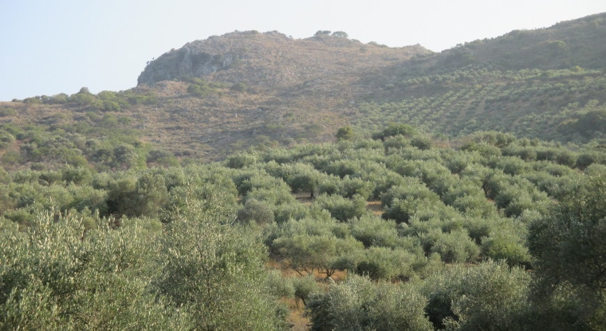 Olive trees in late afternoon light climbing hill near Deliana Gorge