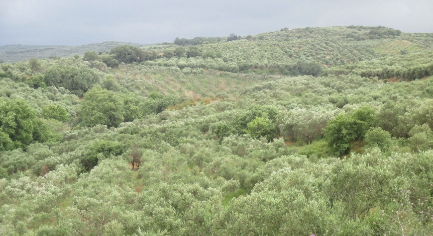 Olive groves between Astrikas and Vouves on a cloudy day