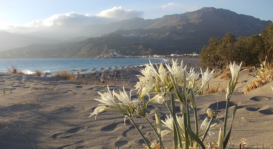 Sea daffodils in the sand dunes, sea, hills, and sky, Plakias, Crete