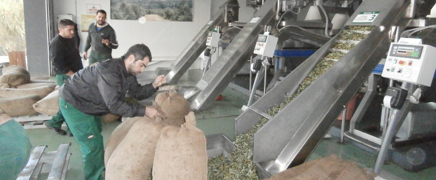 Bringing olives to Terra Creta's mill (outside the mill, pouring olives into hoppers next to conveyor belts)