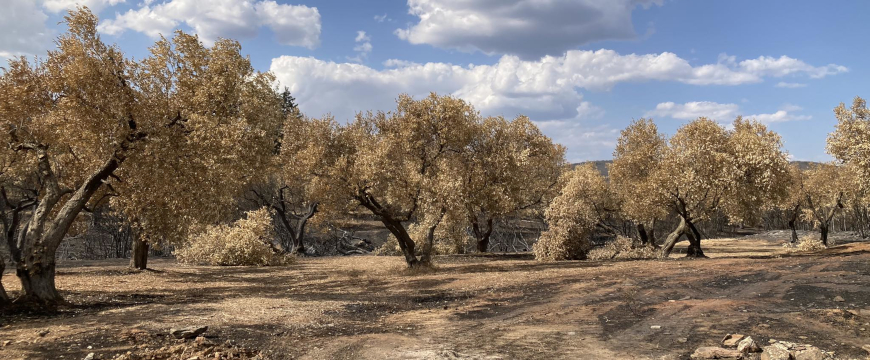 2018 Desert Olive Farm's EVOO – Desert Olive Farms