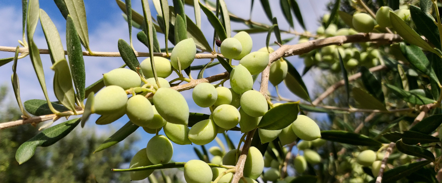 green olives growing on a branch