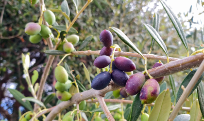 different colored olives growing on branches (with different levels of ripeness)