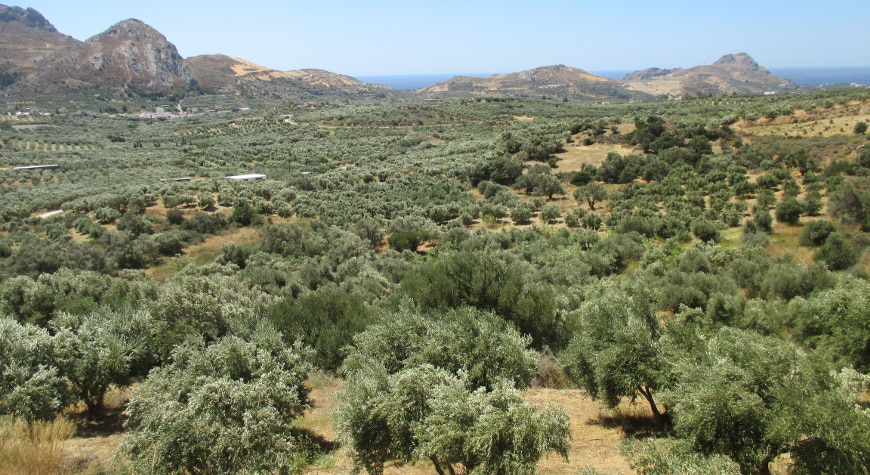 olive groves, hills, sea, and sky in southern Crete